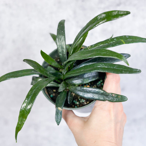 Microsorum thailandicum - Blue Oil Fern - 4 Inch