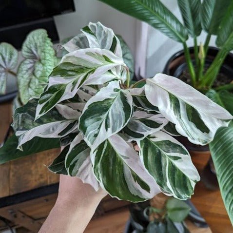 Calathea lietzei 'White Fusion' - White Fusion Calathea – Northern ...