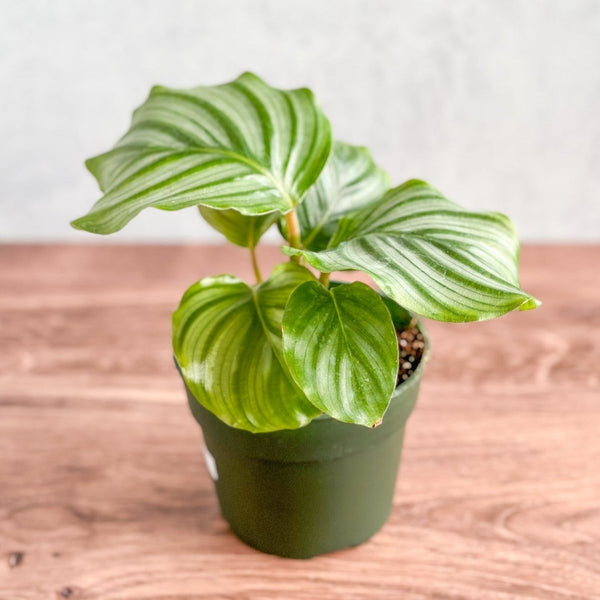 Calathea Orbifolia