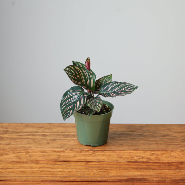 ornata prayer plant Calathea Ornata 'Pinstripe' Prayer Plant – Northern Ridge Nursery