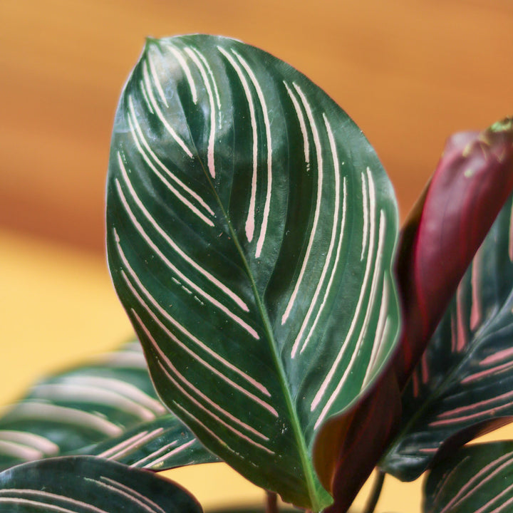pin stripe prayer plant Calathea Ornata 'Pinstripe' Prayer Plant – Northern Ridge Nursery
