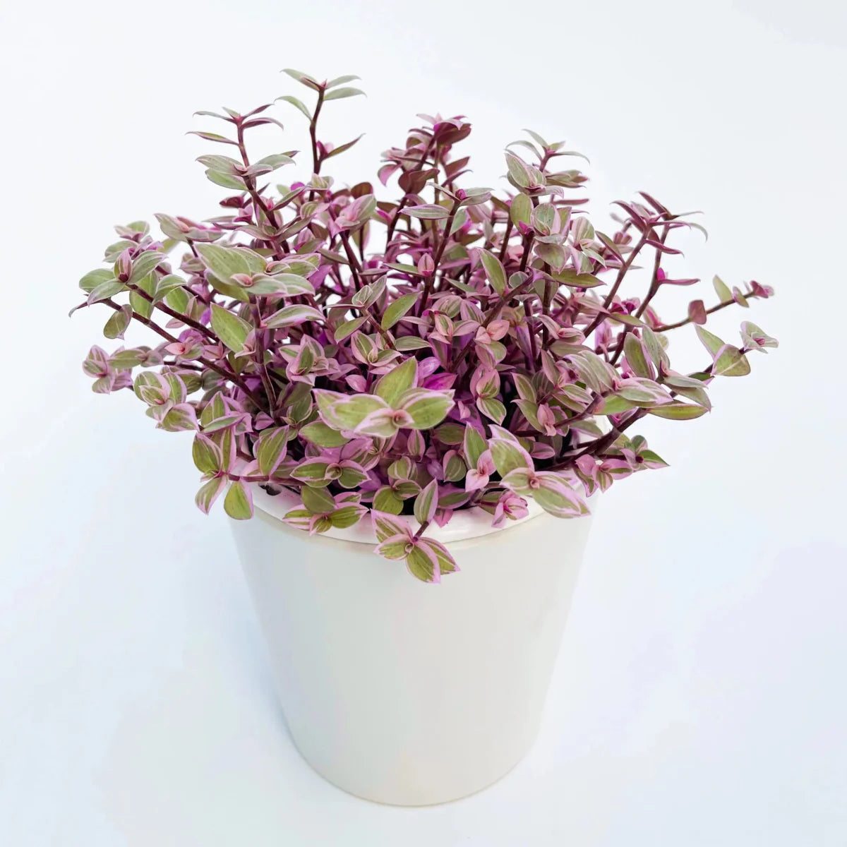 Callisia Repens ‘Pink Passion’ - Pink Passion Turtle Vine - 3.5 Inch ...