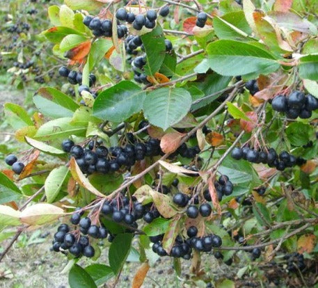 Aronia Bush - Bare Root | Aronia melanocarpa