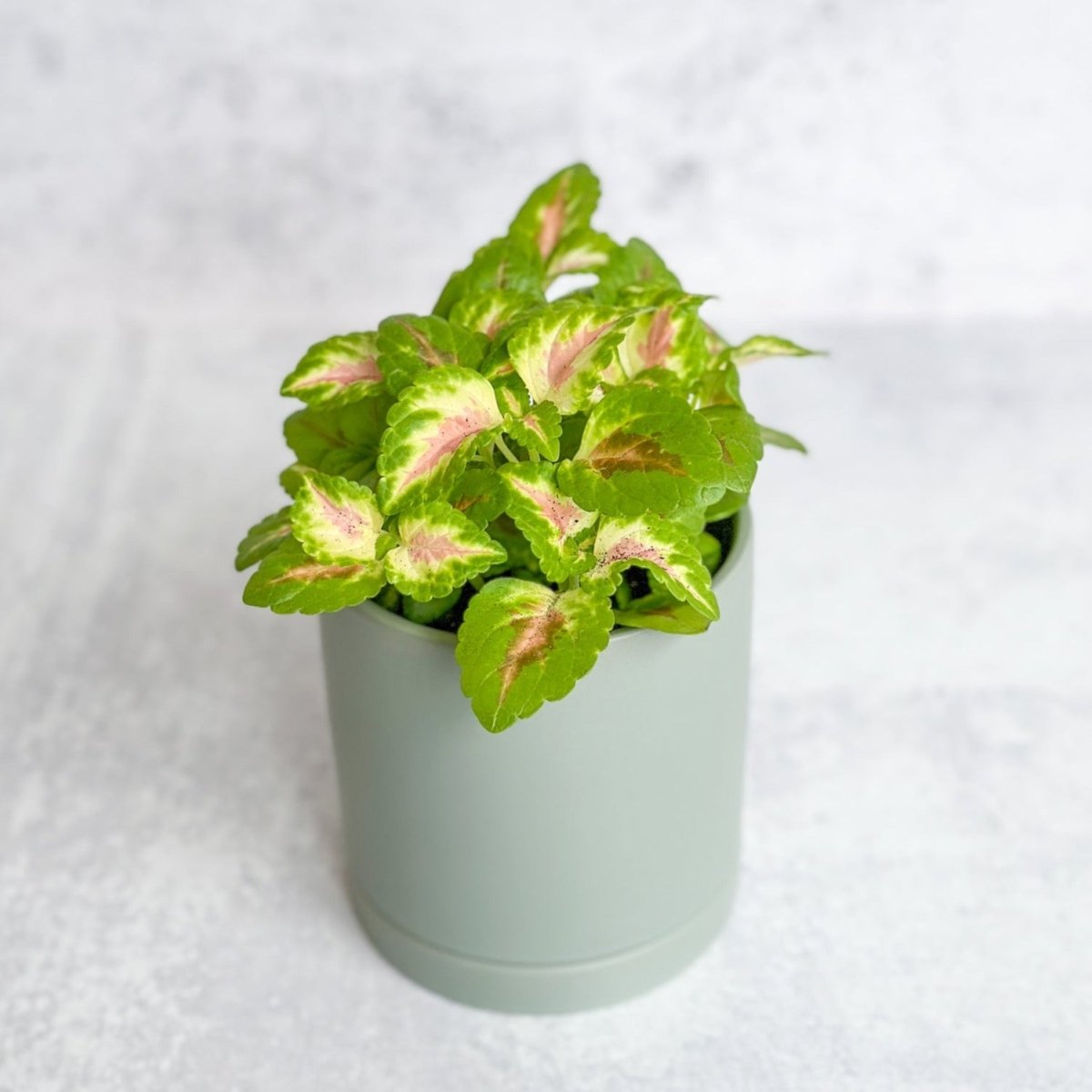 indoor potted coleus plant Coleus Wizard Coral - Wizard Coral Sunshine Coleus