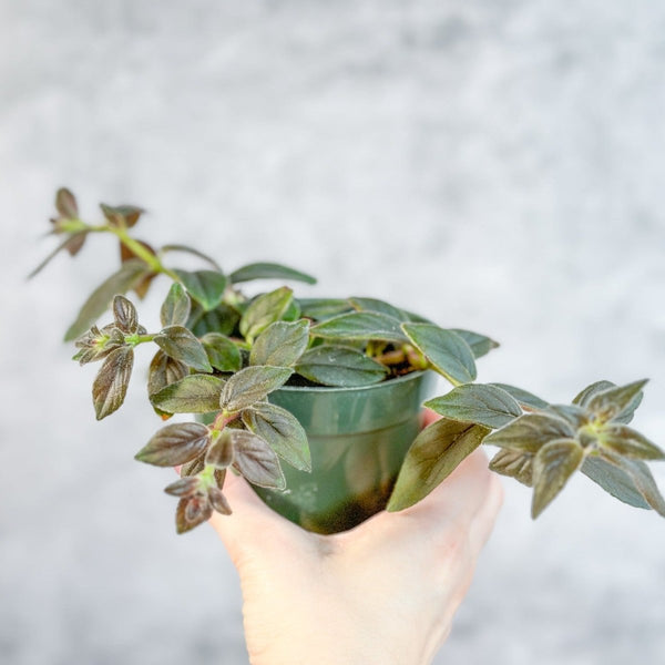 Columnea 'Chocolate Soldier - Chocolate Soldier Goldfish Plant