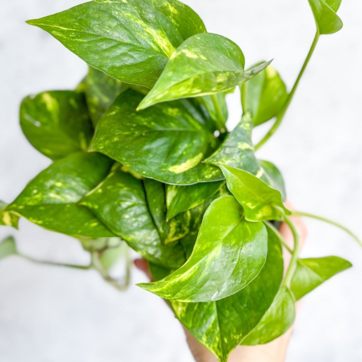 Epipremnum Aureum Care