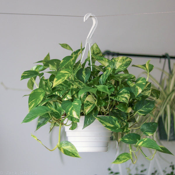 Epipremnum Aureum 'Golden Pothos' Hanging Basket - Various Sizes