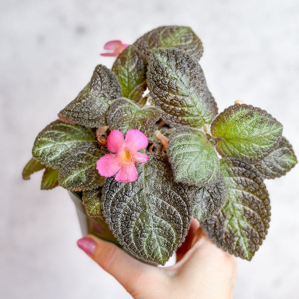 Episcia ‘Pink Panther’ - Pink Panther False Violet