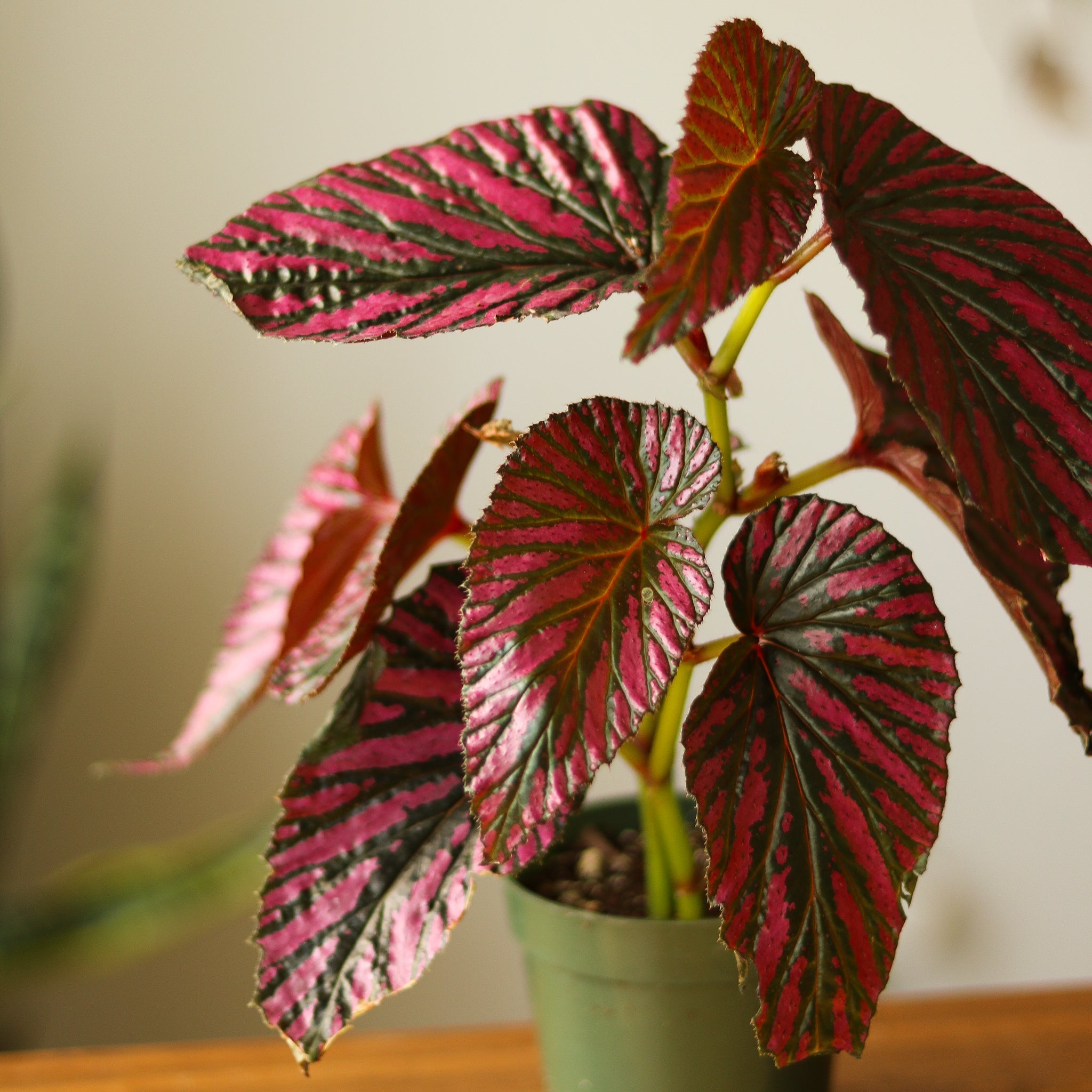 Exotica Begonia - Thumbnail 3
