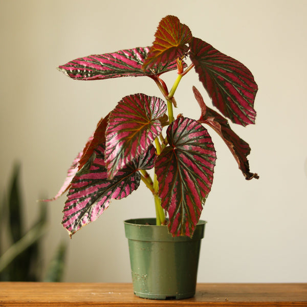 Exotica Begonia - Begonia brevirimosa