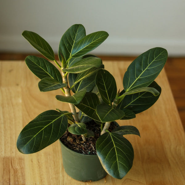 Ficus Benghalensis 'Audrey'