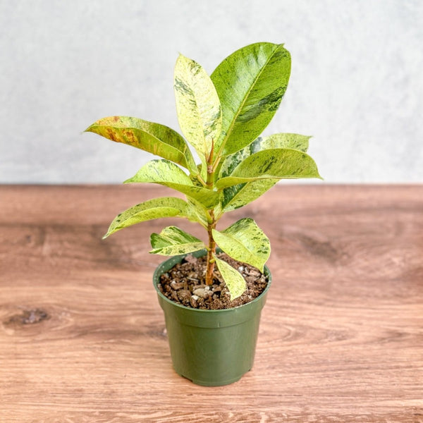 Ficus shiveriana - Moonshine Ficus - 6 Inch