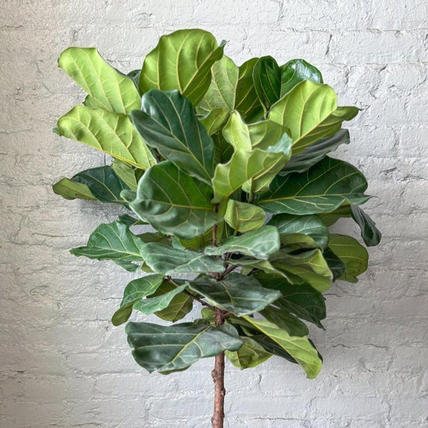 Ficus Lyrata 'Fiddle Leaf Fig' Large Floor Plant