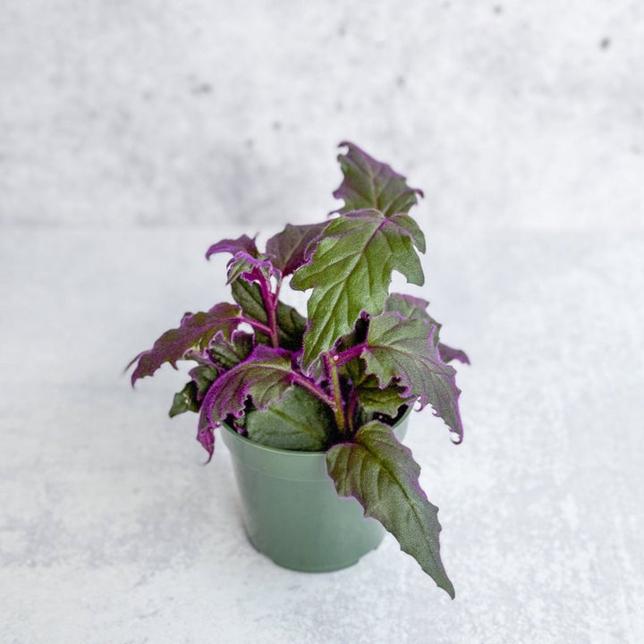 purple passion plant indoor care Gynura Aurantiaca 'Purple Passion'