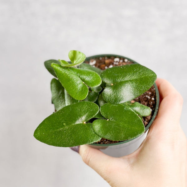 Hemionitis arifolia 'Heart Fern'