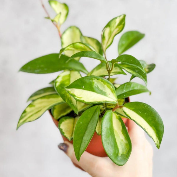 Hoya Carnosa 'Krimson Princess' Wax Plant -  Various Sizes