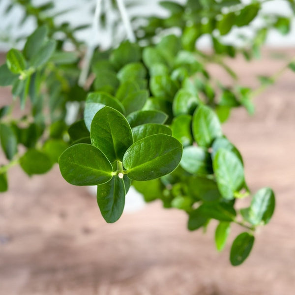 Hoya cumingiana - Small Leaf Hoya Wax Vine - Various Sizes