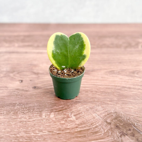 Hoya Kerrii Varigated 'Hoya Heart' Sweetheart Plant