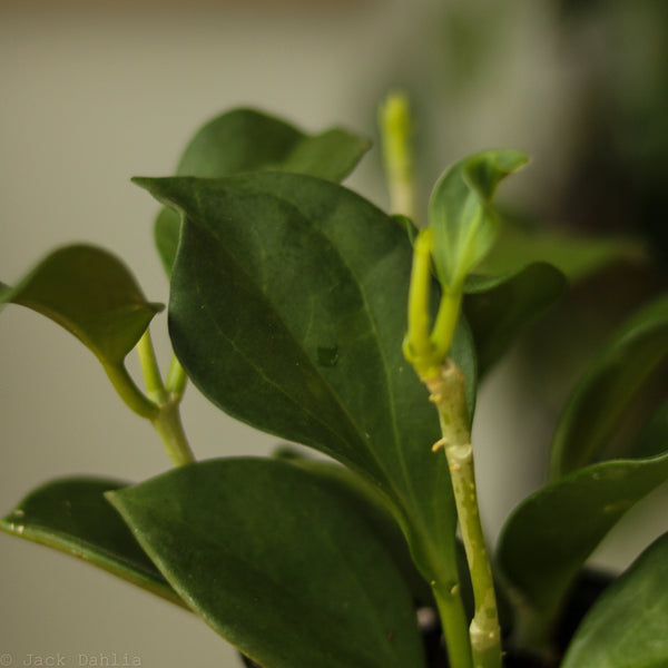 Hoya Pachyclada - Rare Hoya - Various Sizes