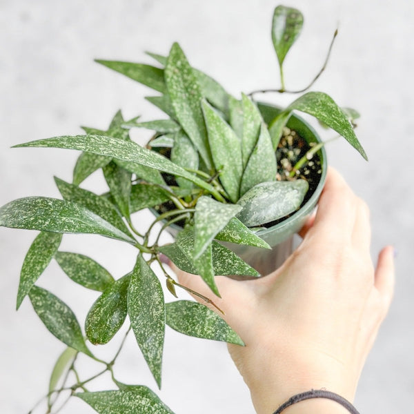 Hoya parviflora - Dappled Wax Plant - Various Sizes