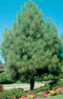 Norway Pine Tree (Red Pine) - Bare Root, 1-2 ft | Pinus resinosa (10 Pack)