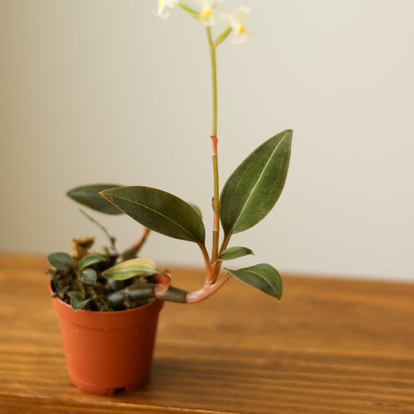 Ludisia Discolor - ‘Jewel Orchid’ var. Nigrescens