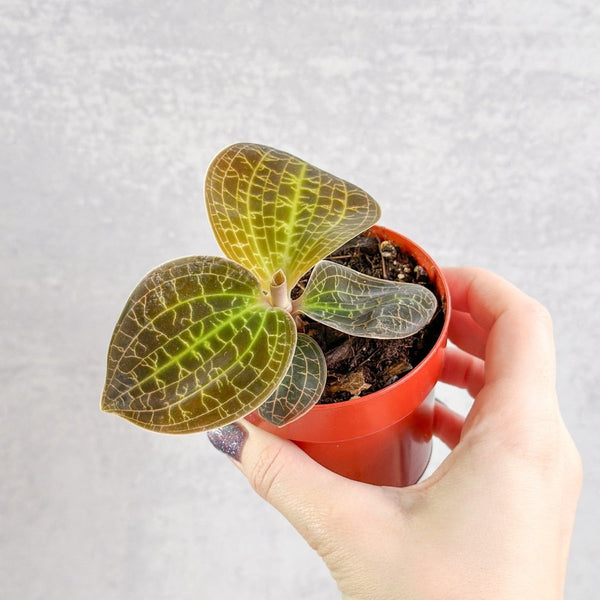 Macodes sanderiana x limii 'Gold Dust' - Gold Dust Jewel Orchid