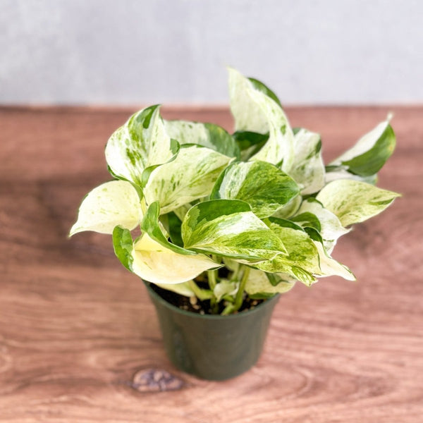 Manjula Pothos - Epipremnum aureum 'Manjula' - 4 Inch