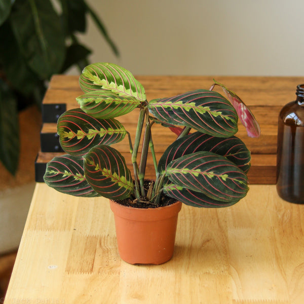 Maranta Leuconeura 'Red Prayer Plant'