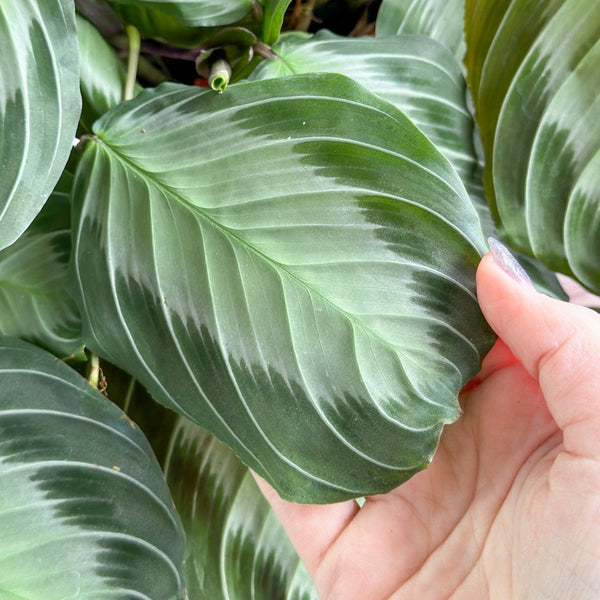 Maranta 'Silver Band' Prayer Plant