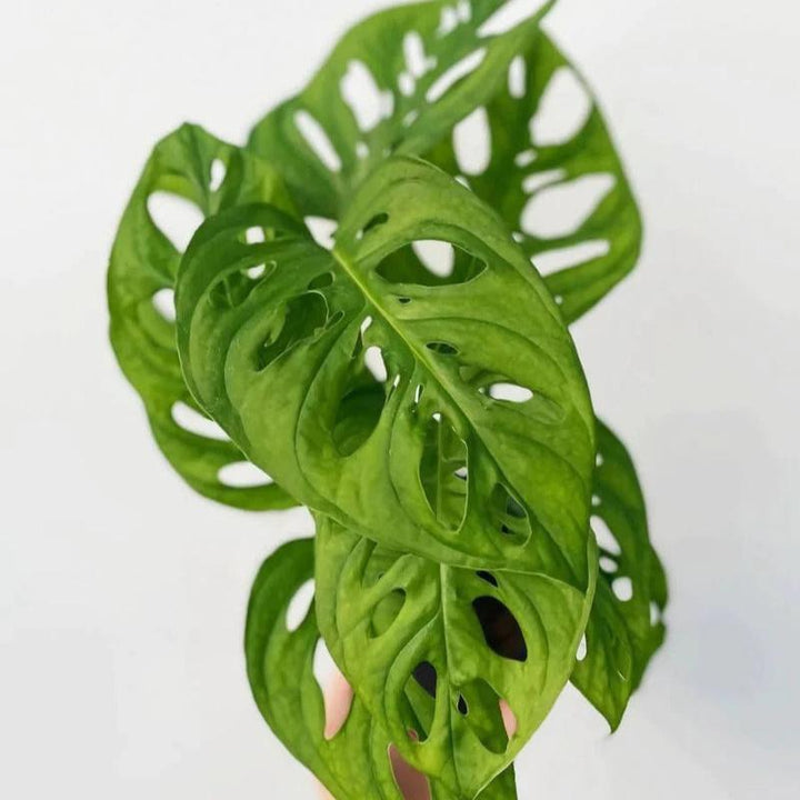 monstera adansonii trim Monstera Adansonii 'Wide Form' 4.5 Inch – Northern Ridge Nursery