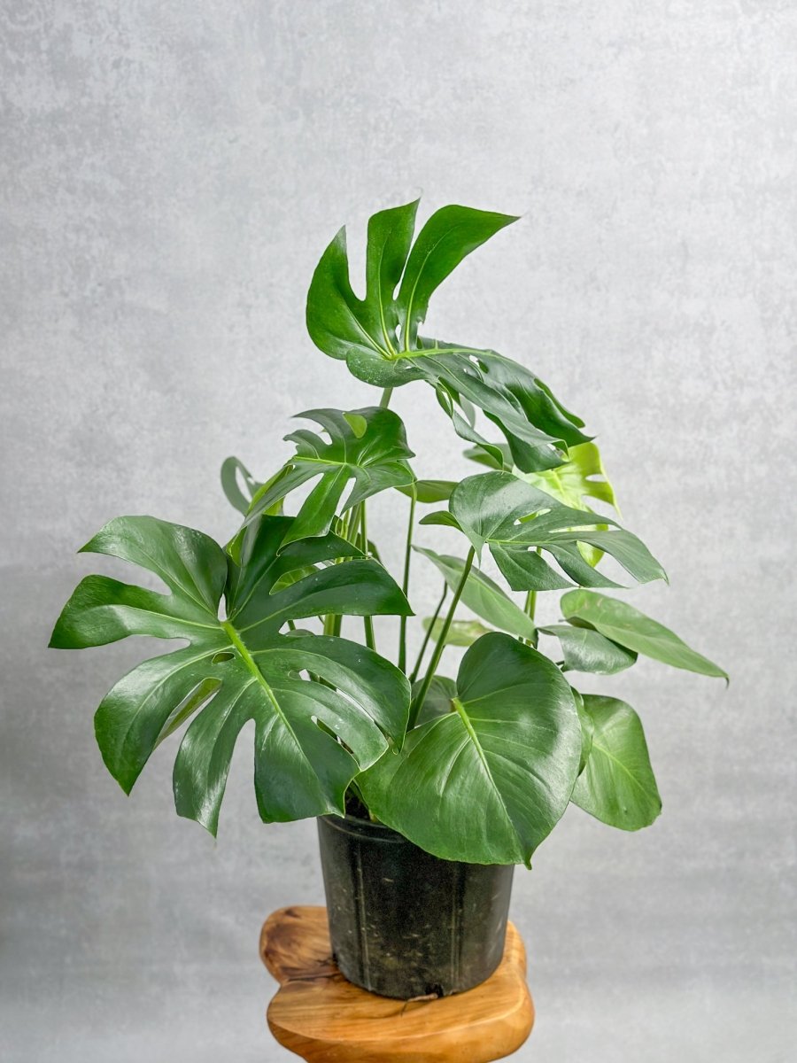 Monstera Deliciosa Floor Plant – Northern Ridge Nursery