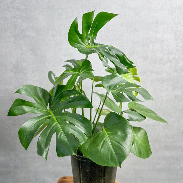 Monstera Deliciosa Floor Plant