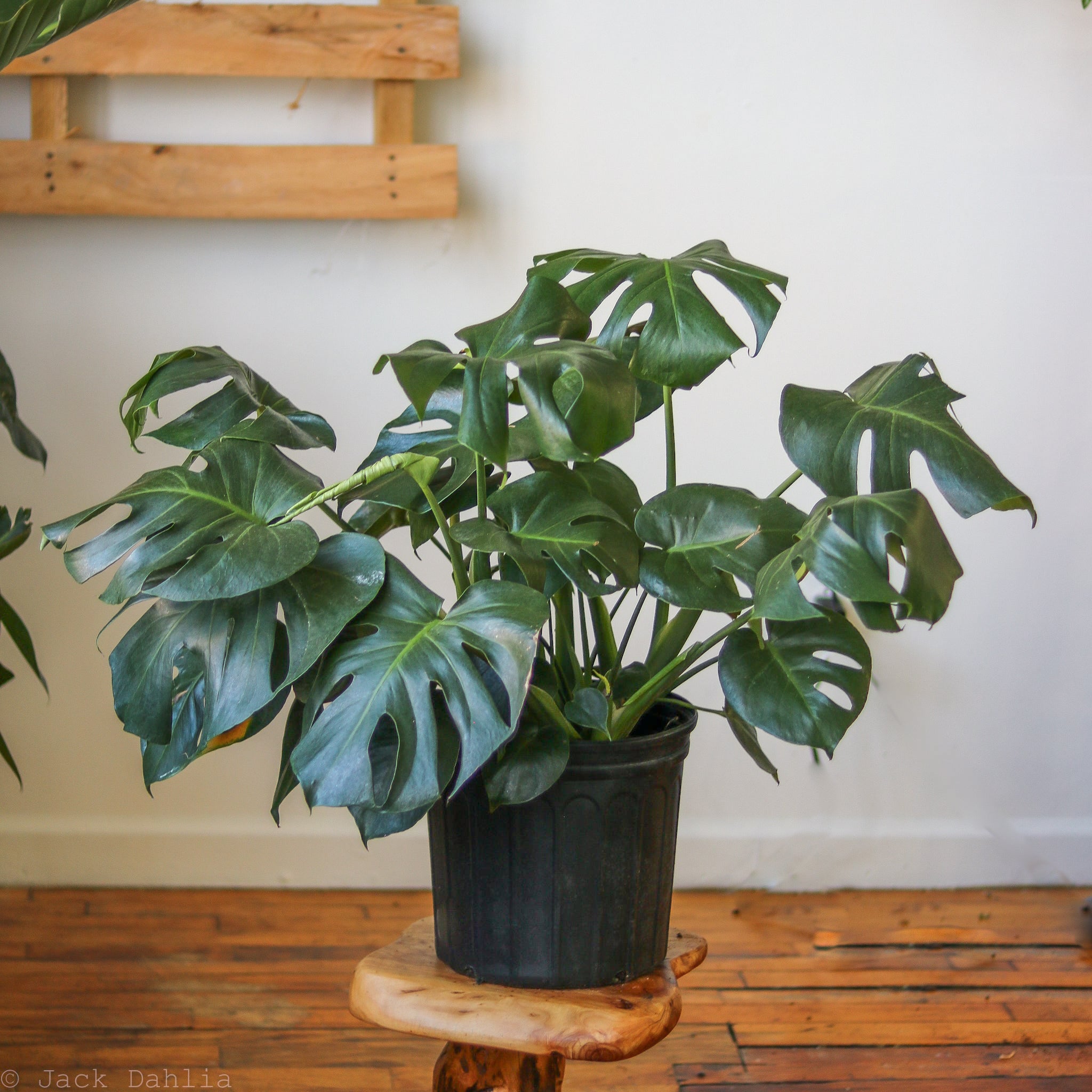 Monstera deliciosa - Split-Leaf Philodendron – Northern Ridge Nursery