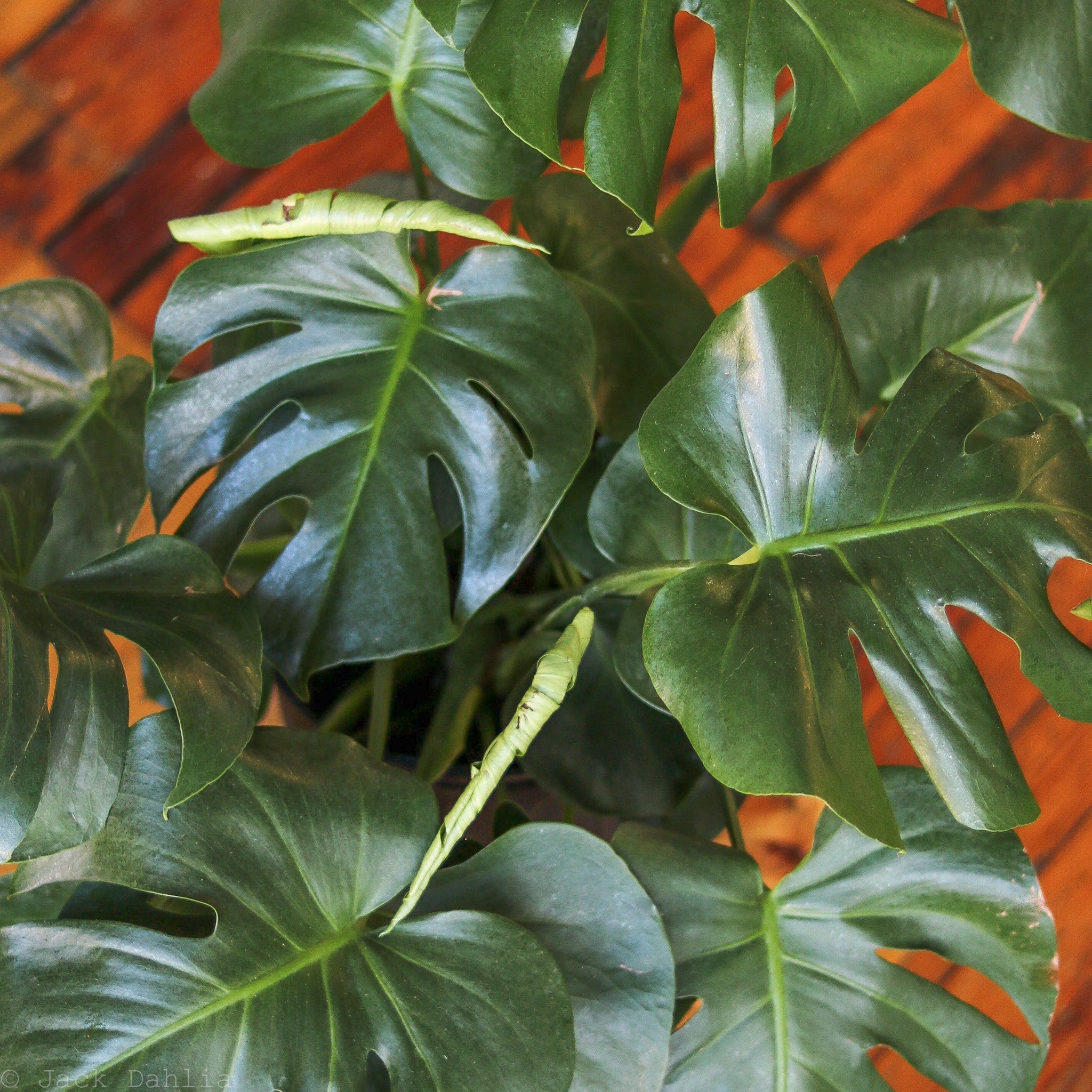 Monstera deliciosa - Split-Leaf Philodendron – Northern Ridge Nursery