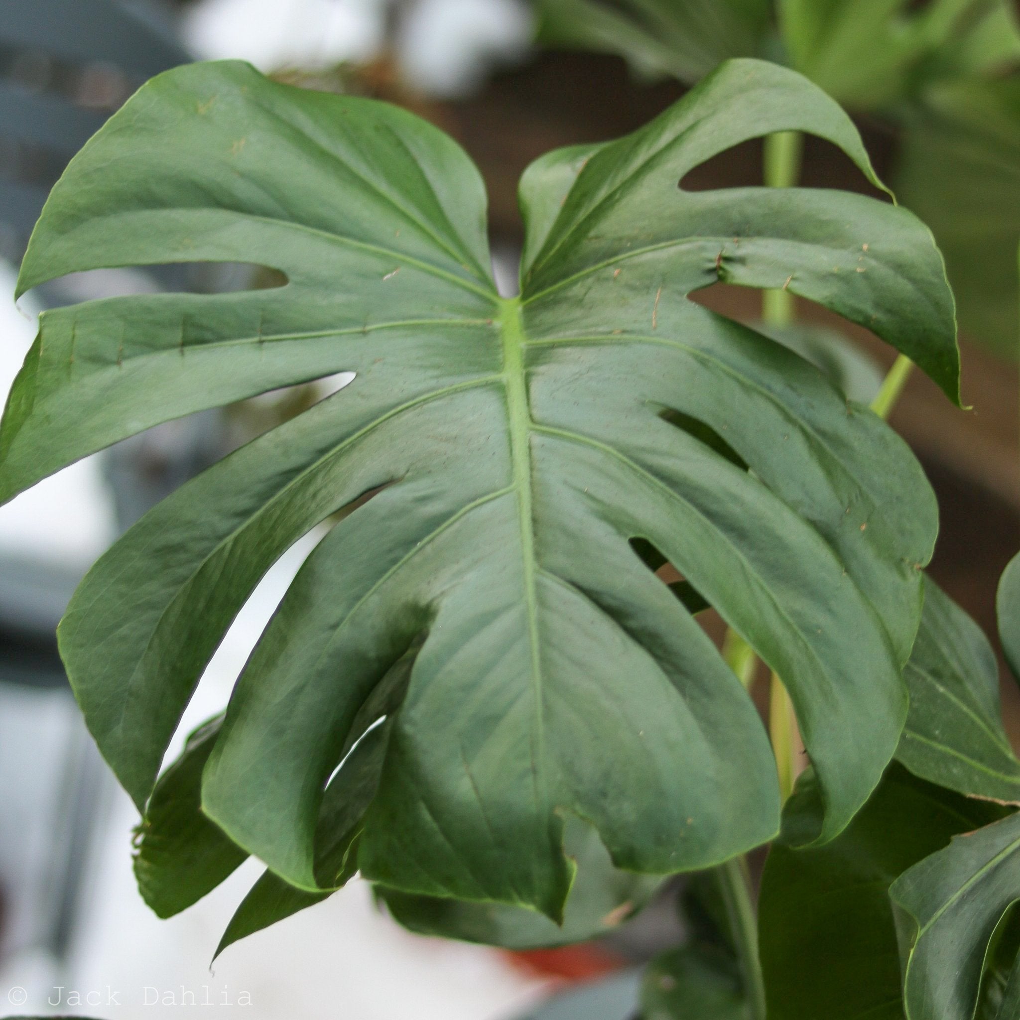 Monstera deliciosa - Split-Leaf Philodendron – Northern Ridge Nursery
