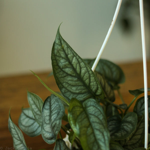 Monstera siltepecana Hanging Basket - Exotic Leafy Elegance