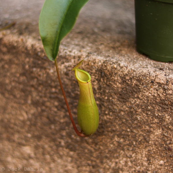 Nepenthes gracilis - Pitcher Plant Hanging Basket