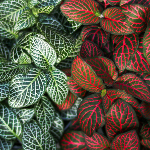 Fittonia Albivenis - Mosaic/Nerve Plant