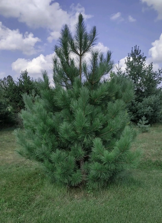 Norway Pine Tree - 2-3 Foot | Pinus resinosa