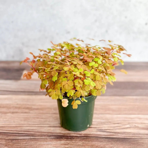 Oxalis Spiralis 'Aurea Gold' - Golden Oxalis - 4.5 Inch