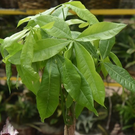 Pachira Aquatica 'Money Tree' Floor Plant