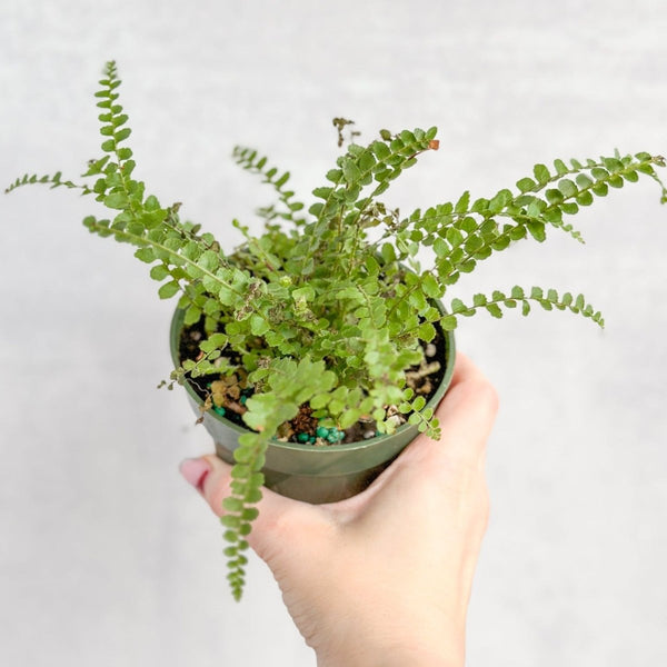 Pellaea rotundifolia - Button Fern - 4 Inch