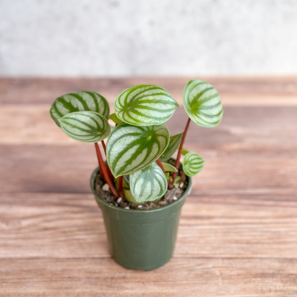 Peperomia Argyreia 'Watermelon Peperomia' - Various Sizes