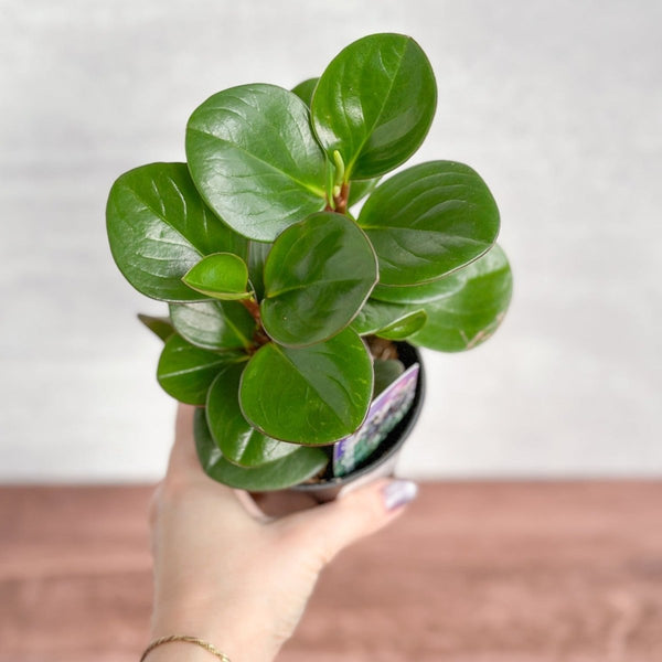 Peperomia Obtusifolia - Green