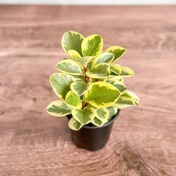 Peperomia Obtusifolia Variegata 'Baby Rubber Plant'