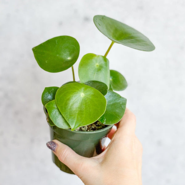 Peperomia polybotra 'Raindrops'