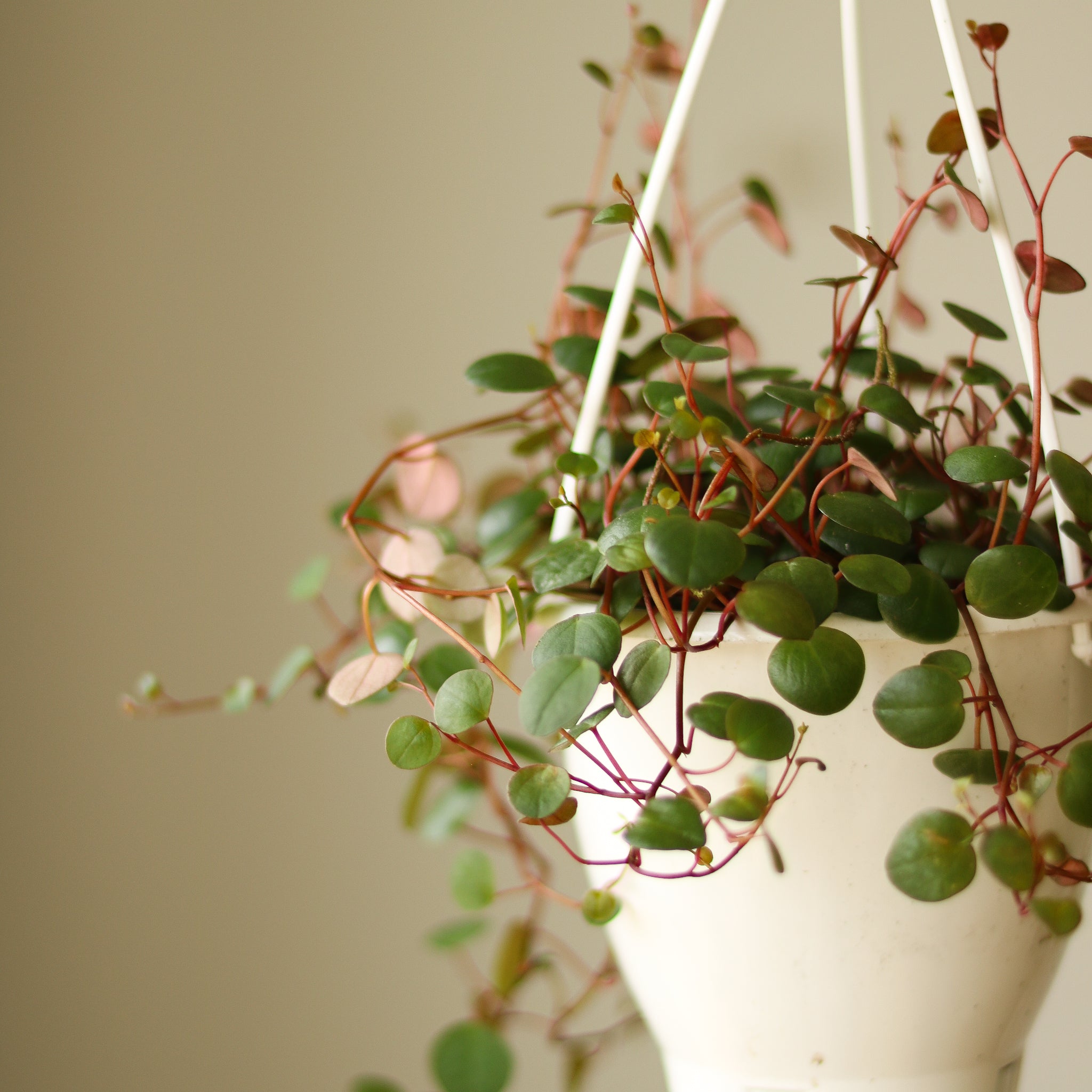 Peperomia 'Ruby Cascade' Hanging Basket 4.5 Inch Northern Ridge Nursery