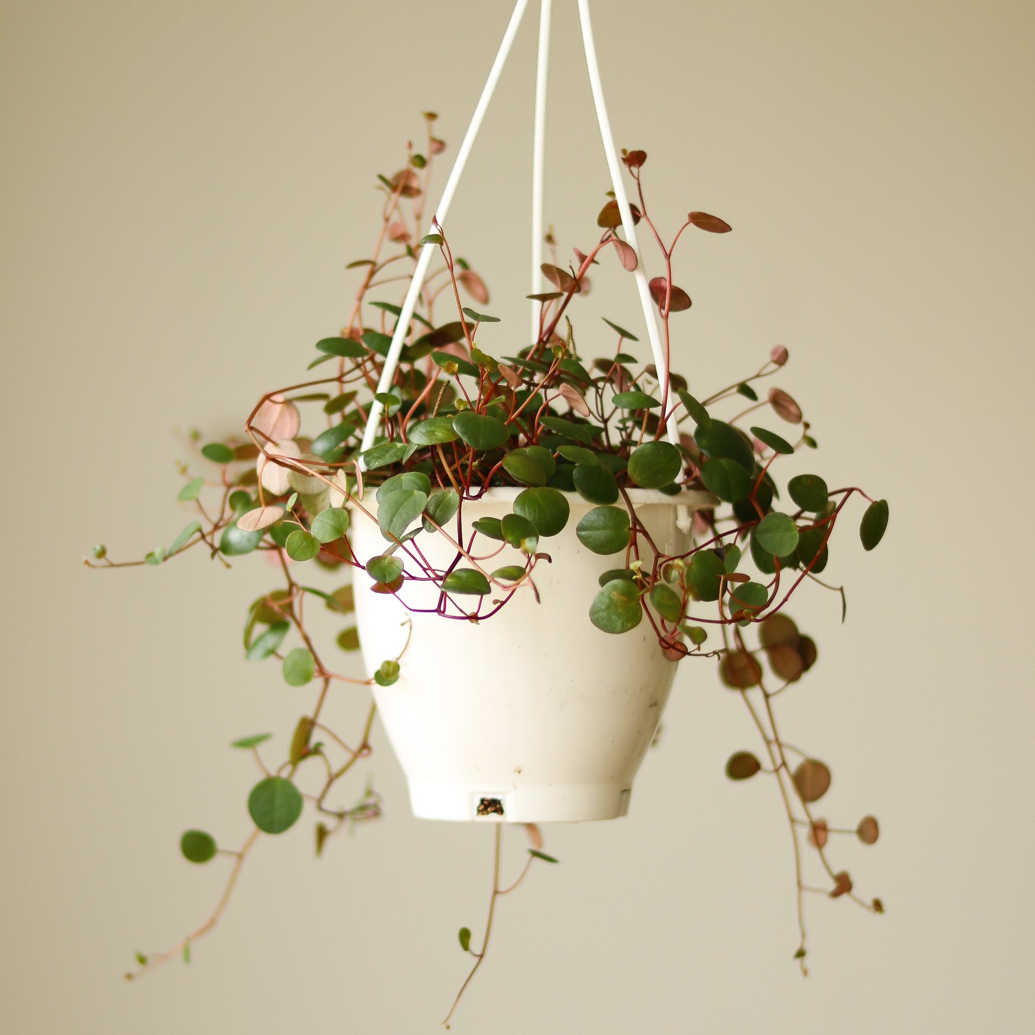 Peperomia 'Ruby Cascade' Hanging Basket 4.5 Inch Northern Ridge Nursery