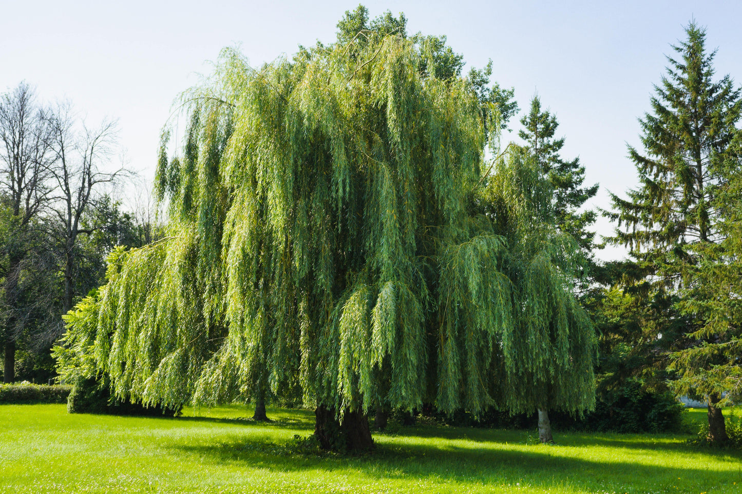 Weeping Willow - Bare Root, 2-3 ft | Salix Babylonica